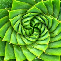 Bí ẩn dẫy số Fibonacci và sự trùng hợp kinh ngạc trong tự nhiên